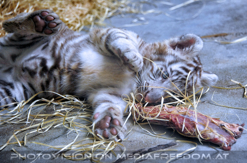 Wei�e Tigerbabys 33