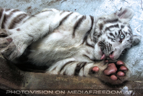 Wei�e Tigerfamilie 02