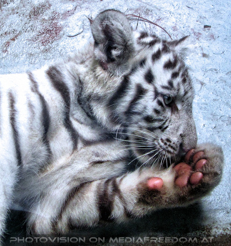 Wei�e Tigerfamilie 03