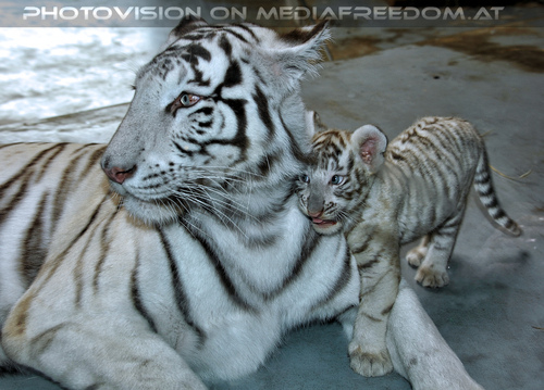 Wei�e Tigerfamilie 06