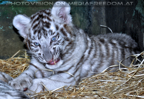 Wei�e Tigerfamilie 12