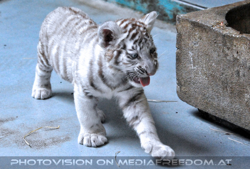 Wei�e Tigerfamilie 15