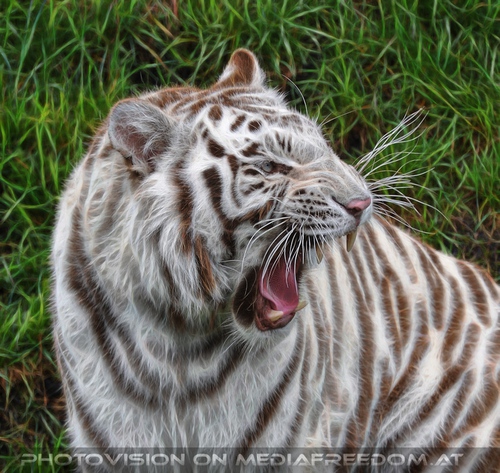 Gef�hrlich: Weisser Tiger
