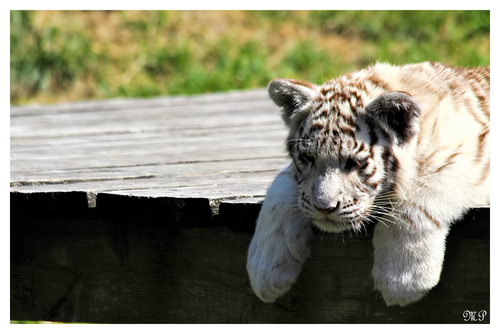 Weisser Tiger Jungtier