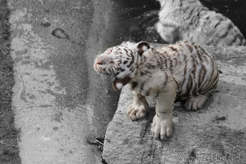 Weisser Tiger nach Wasserschlacht