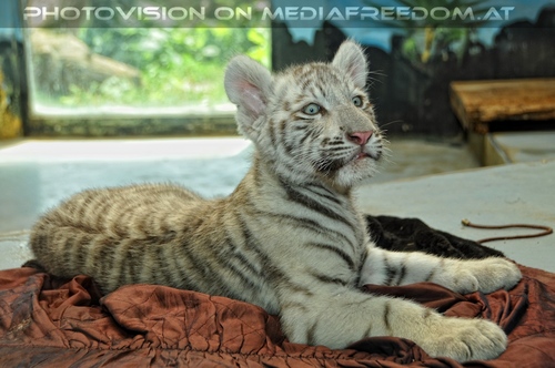 Wei�er Tiger Nachwuchs 04
