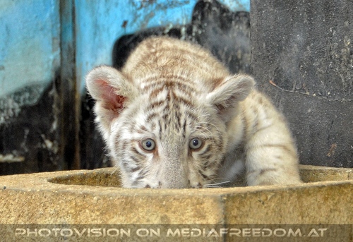 Wei�er Tiger Nachwuchs 06