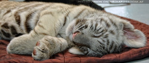 Wei�er Tiger Nachwuchs 15