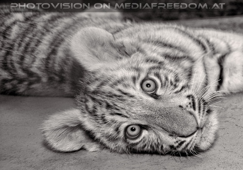 Wei�er Tiger Nachwuchs 21