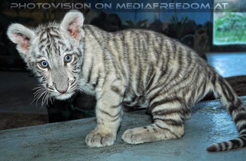 Wei�er Tiger Nachwuchs 31
