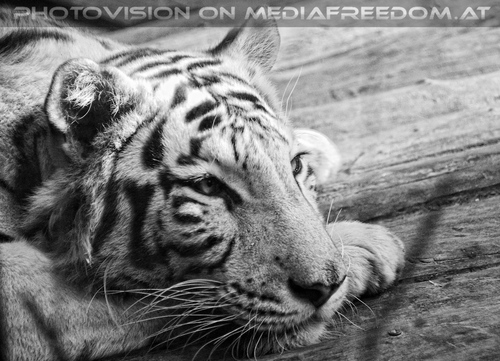 Wei�er Tiger Nachwuchs 36