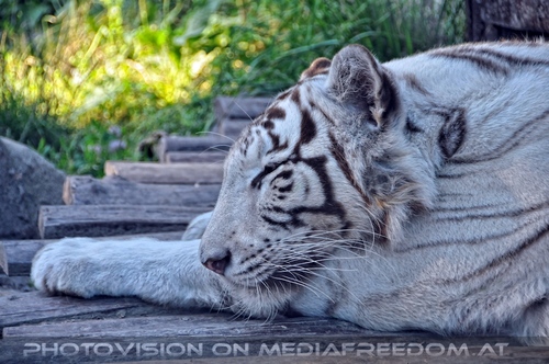 Wei�er Tiger Nachwuchs 37