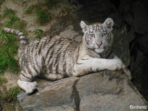 Tigerbaby rastet vom spielen