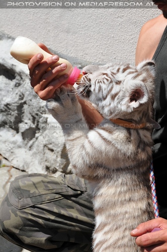 Shini-Aya - sehr hungrig: Weisses Tigerbaby, Matej Piffl (Pifo)