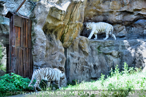 White Tiger Family 01