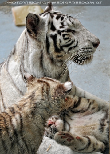 White Tiger Family 07