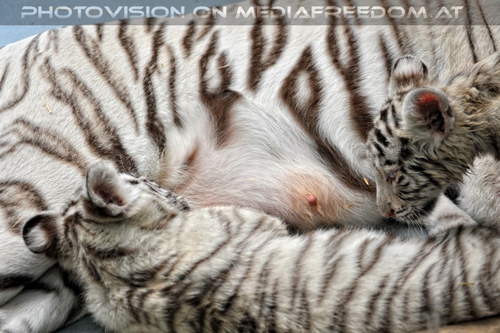 White Tiger Family 08