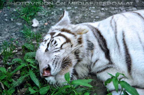 White Tiger Family 10