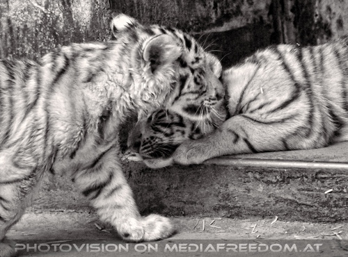 White Tiger Family 14