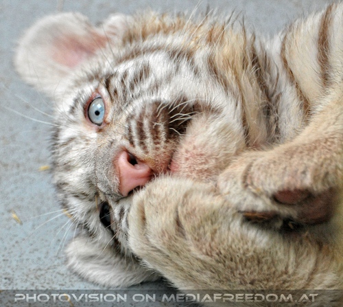 White Tiger Family 22