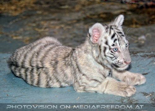 White Tiger Family 31