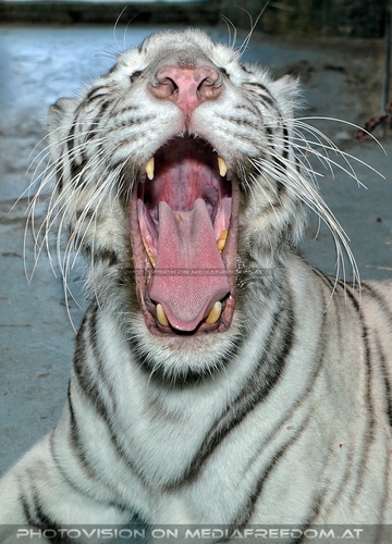 White Tiger Family 32