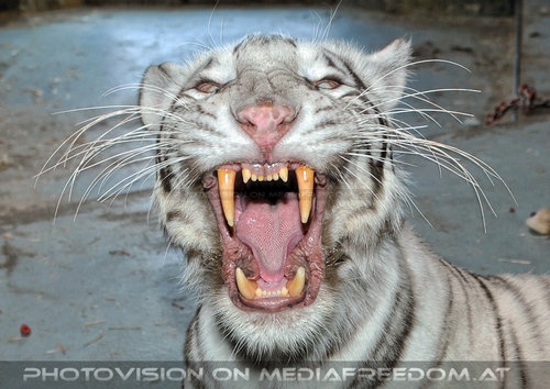 White Tiger Family 34