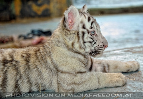 White Tiger Family 37