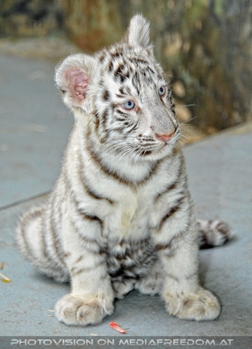 White Tiger Family 38
