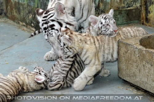White Tiger Family 41
