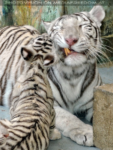 White Tiger Family 42