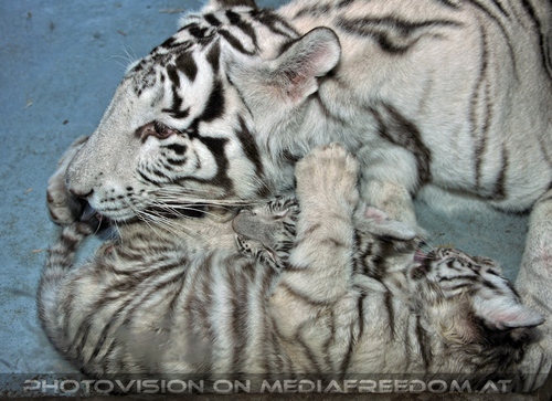 White Tiger Family 47