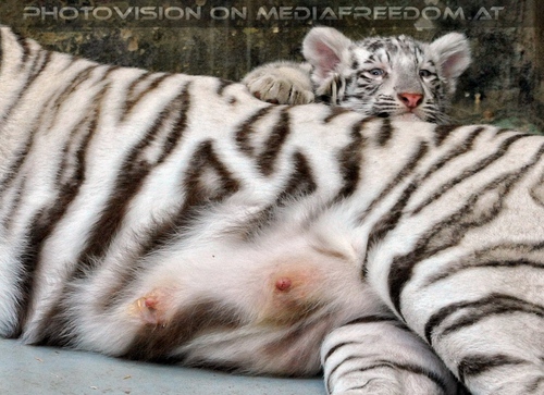 White Tiger Family 52