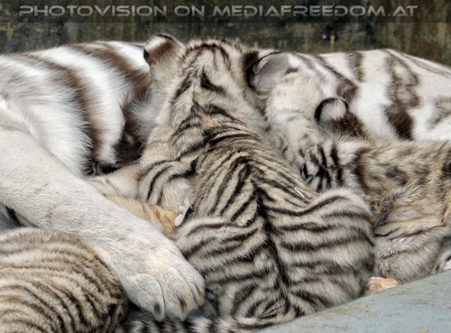 White Tiger Family 54