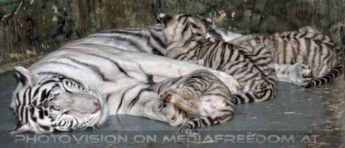 White Tiger Family 55