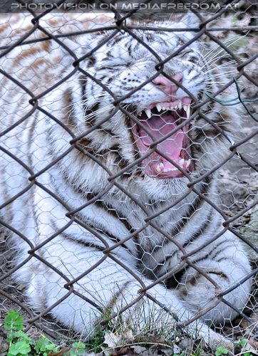 White Tiger Salim 02