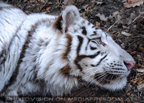 White Tiger Salim 08