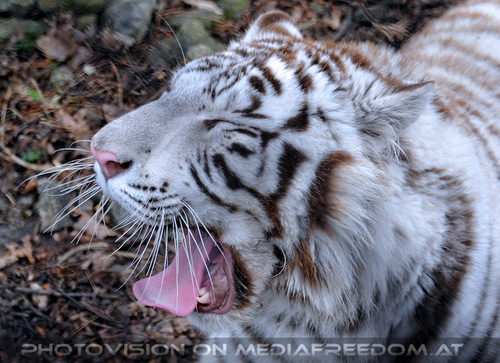 White Tiger Salim 15