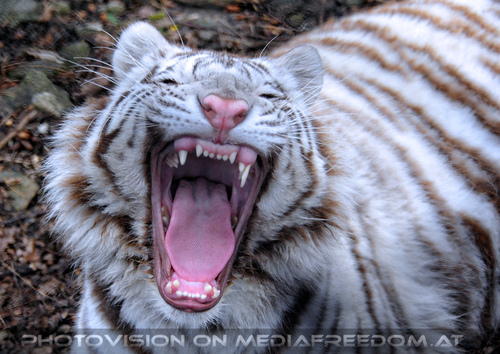 White Tiger Salim 16