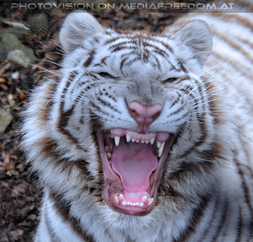 White Tiger Salim 17