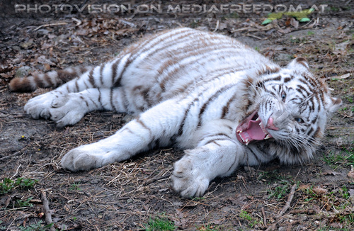 White Tiger Salim 34