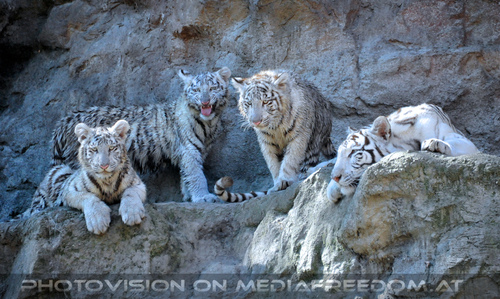White Tiger Teens 09