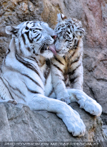 White Tiger Teens 26