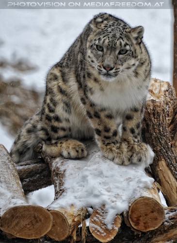 Winter dream - Pix 013