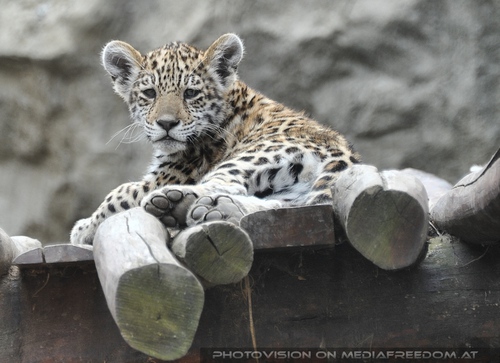 Leoparden Baby am Ausguck