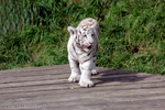 1 von 5 weissen Tigerbabys
