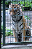 Sibirischer Tiger 06