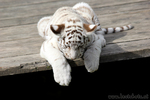 1 von 5 weissen Tigerbabys