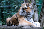 Sibirischer Tiger 04