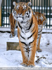 Sibirische Tiger 11